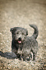 Irish Glen of Imaal Terrier