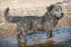 badender Irish Glen of Imaal Terrier