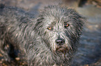 Irish Glen of Imaal Terrier Portrait