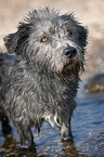 badender Irish Glen of Imaal Terrier