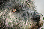 Irish Glen of Imaal Terrier Auge