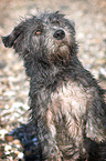 Irish Glen of Imaal Terrier Portrait