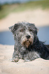 liegender Irish Glen of Imaal Terrier