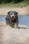 rennender Irish Glen of Imaal Terrier