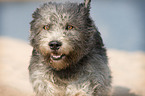 Irish Glen of Imaal Terrier Portrait