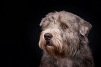 Irish Glen of Imaal Terrier Portrait