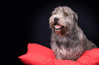 sitzender Irish Glen of Imaal Terrier