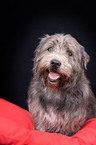 sitzender Irish Glen of Imaal Terrier