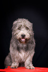 Irish Glen of Imaal Terrier