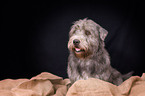 sitzender Irish Glen of Imaal Terrier