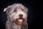 Irish Glen of Imaal Terrier Portrait