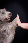 Irish Glen of Imaal Terrier gibt Pftchen