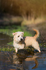 badender Irish Glen of Imaal Terrier