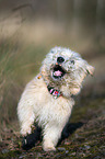 rennender Irish Glen of Imaal Terrier
