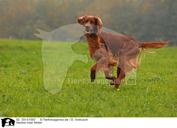 Irischer roter Setter / Irish red Setter / DV-01587