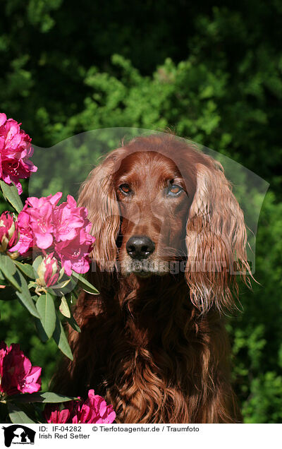 Irish Red Setter / IF-04282