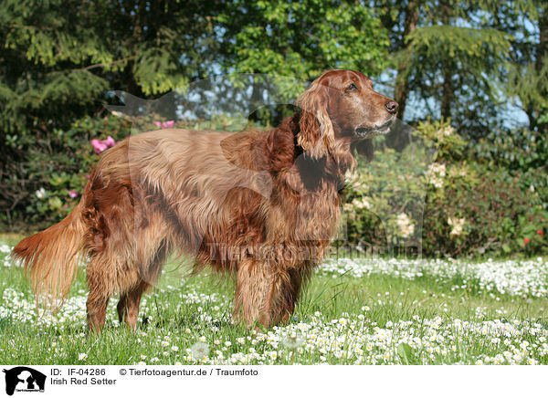 Irish Red Setter / IF-04286