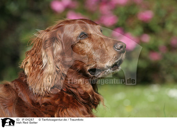 Irish Red Setter / IF-04287