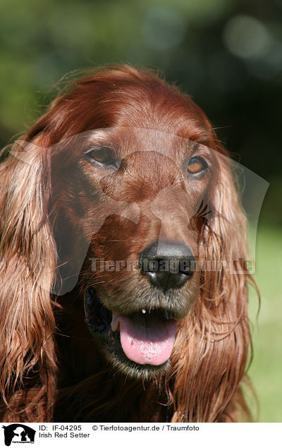 Irish Red Setter / IF-04295