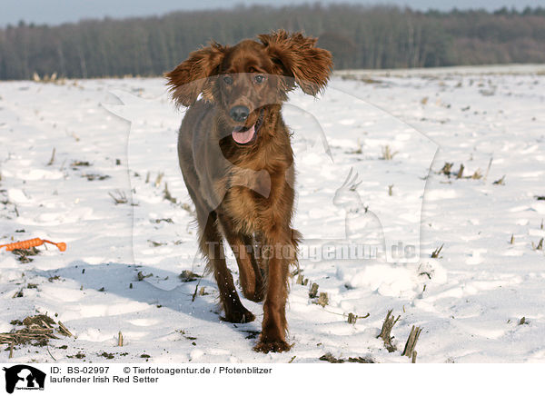 laufender Irish Red Setter / walking Irish Red Setter / BS-02997