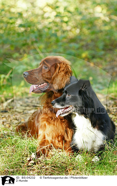 2 Hunde / 2 dogs / BS-04232