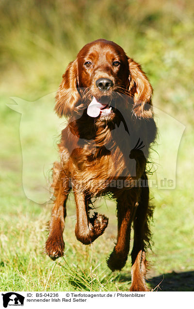 rennender Irish Red Setter / running Irish Red Setter / BS-04236