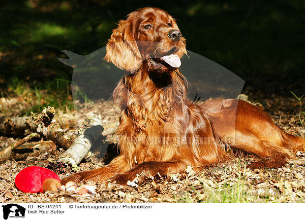 Irish Red Setter / Irish Red Setter / BS-04241