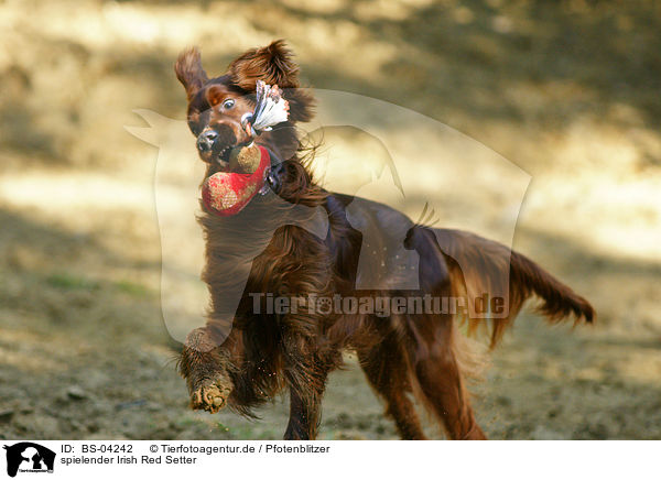 spielender Irish Red Setter / playing Irish Red Setter / BS-04242