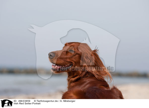 Irish Red Setter Portrait / AM-03859