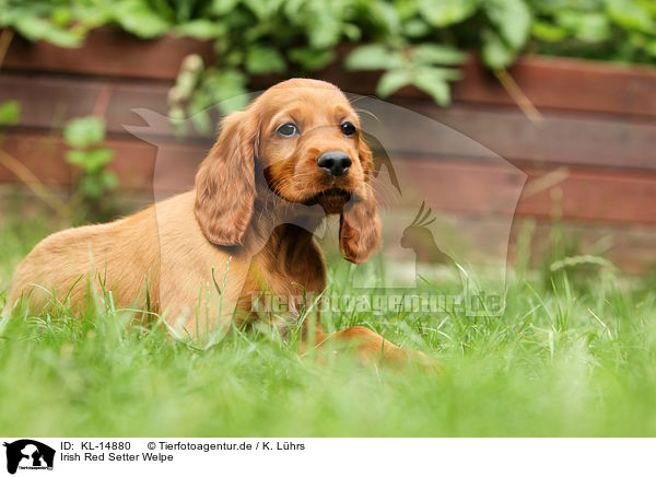 Irish Red Setter Welpe / KL-14880