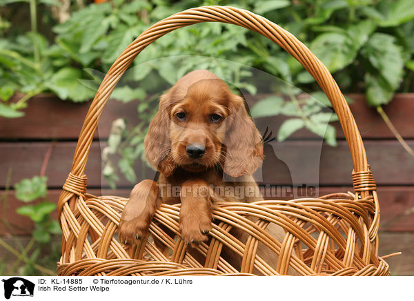 Irish Red Setter Welpe / KL-14885