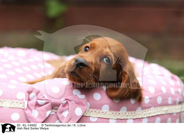 Irish Red Setter Welpe / Irish Red Setter Puppy / KL-14892