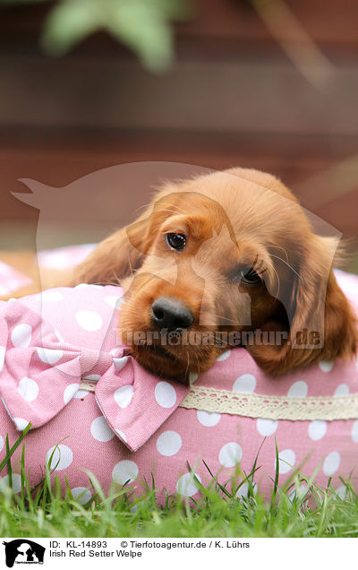 Irish Red Setter Welpe / KL-14893