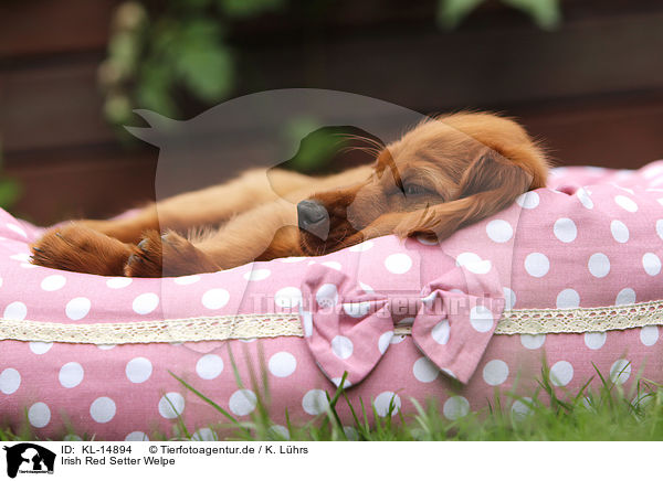 Irish Red Setter Welpe / Irish Red Setter Puppy / KL-14894