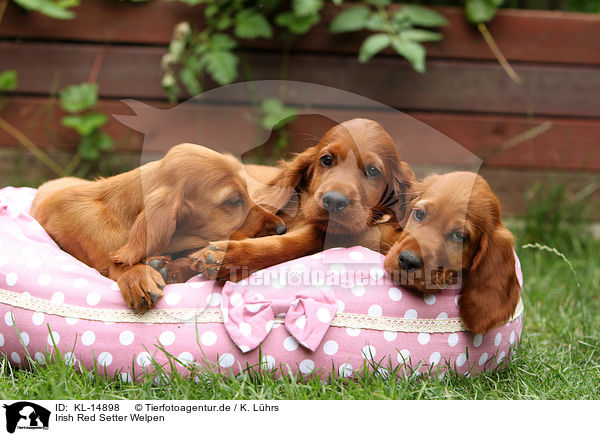 Irish Red Setter Welpen / KL-14898