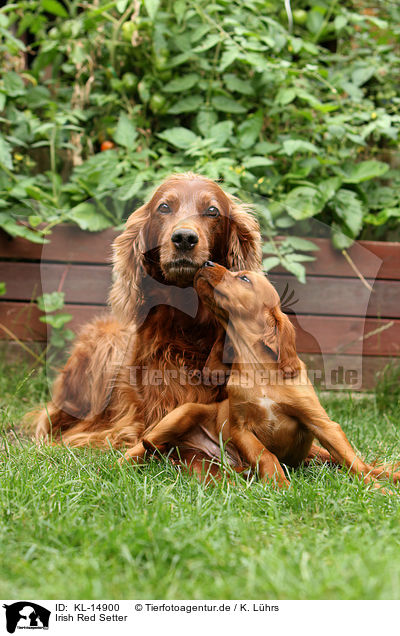 Irish Red Setter / Irish Red Setter / KL-14900