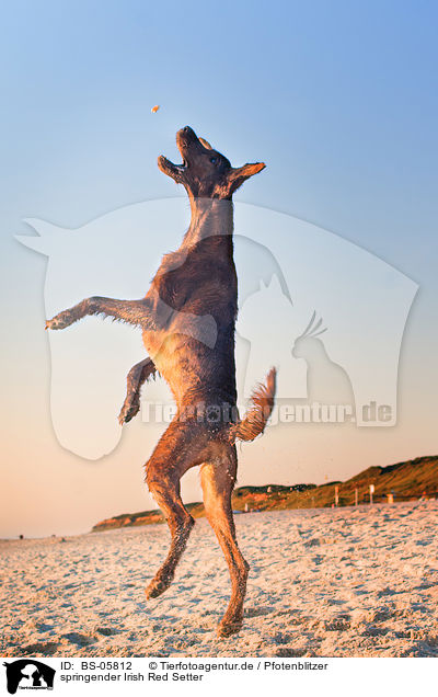 springender Irish Red Setter / BS-05812