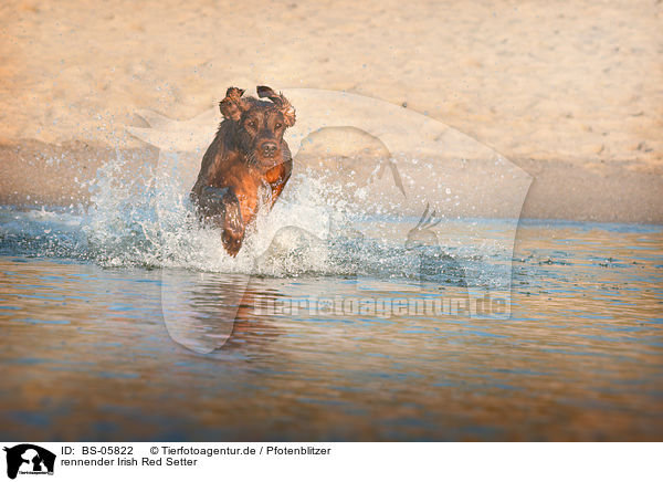 rennender Irish Red Setter / BS-05822