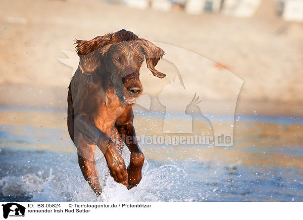 rennender Irish Red Setter / BS-05824