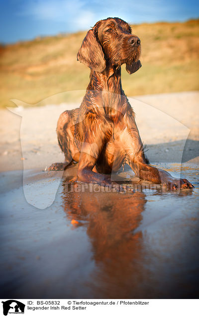 liegender Irish Red Setter / BS-05832