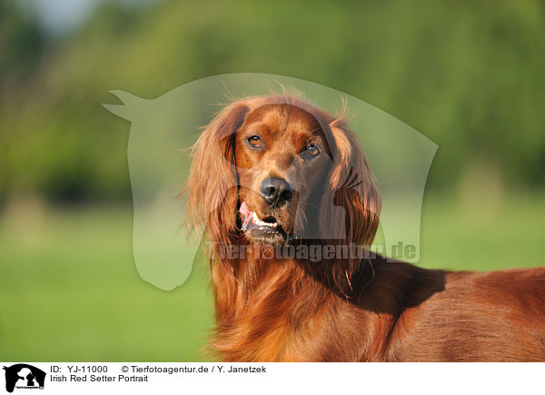 Irish Red Setter Portrait / YJ-11000