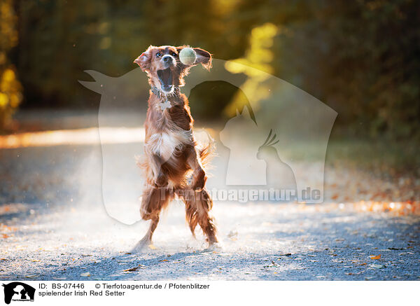 spielender Irish Red Setter / BS-07446