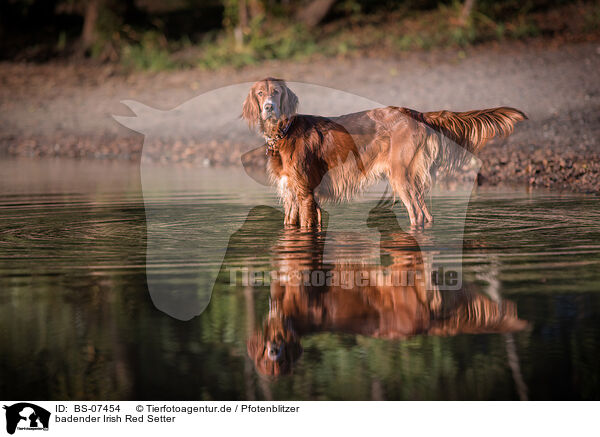badender Irish Red Setter / BS-07454