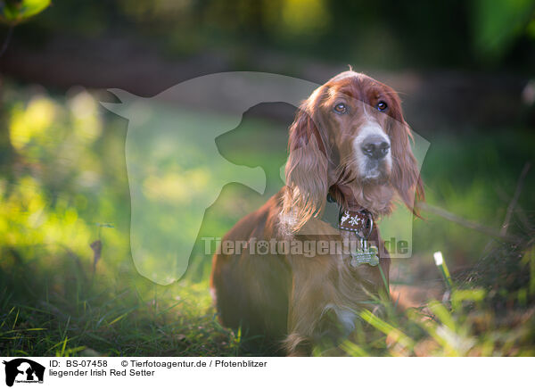 liegender Irish Red Setter / BS-07458
