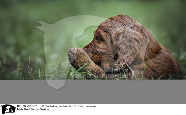 Irish Red Setter Welpe / Irish Red Setter / SL-01067