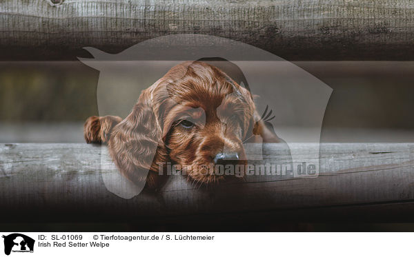 Irish Red Setter Welpe / Irish Red Setter / SL-01069