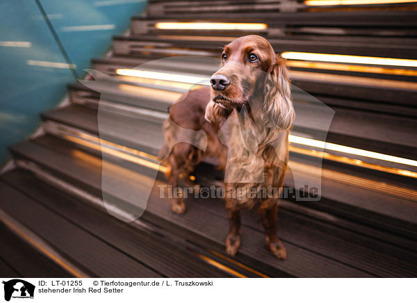 stehender Irish Red Setter / standing Irish Red Setter / LT-01255