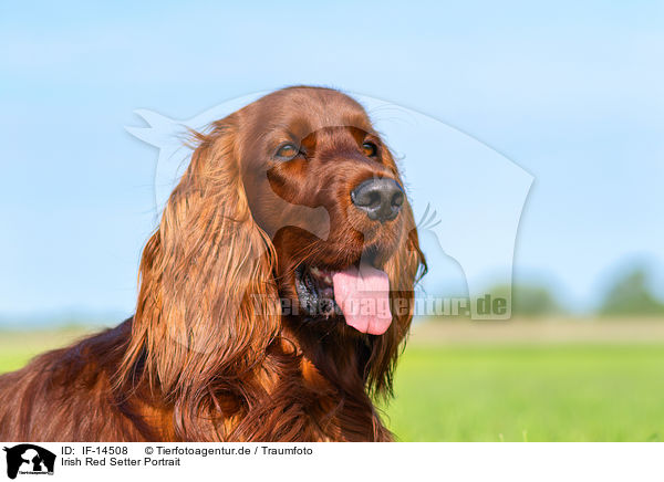 Irish Red Setter Portrait / Irish Red Setter Portrait / IF-14508