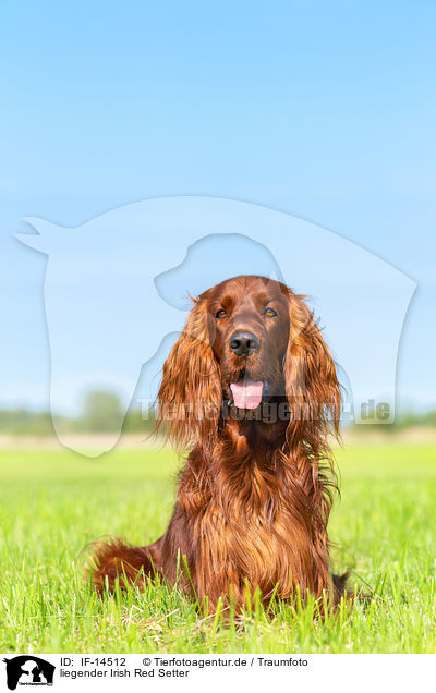 liegender Irish Red Setter / lying Irish Red Setter / IF-14512