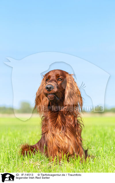 liegender Irish Red Setter / IF-14513